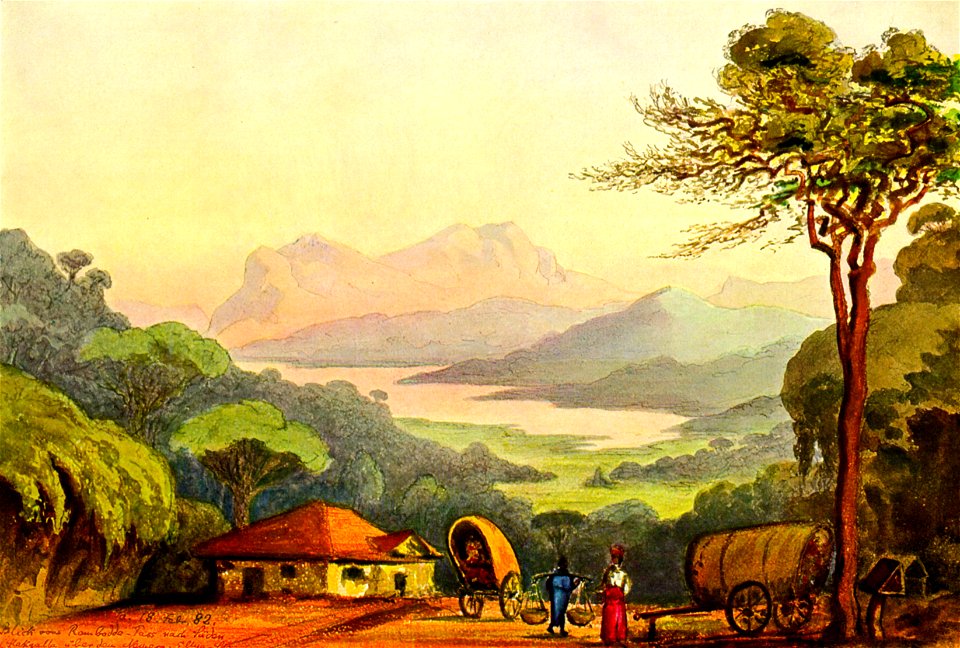Haeckel 15