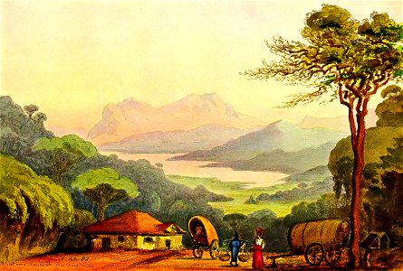 Haeckel 15