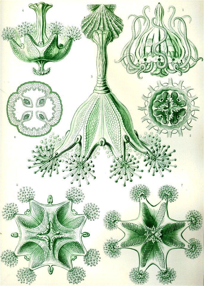 Haeckel Stauromedusae