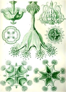 Haeckel Stauromedusae