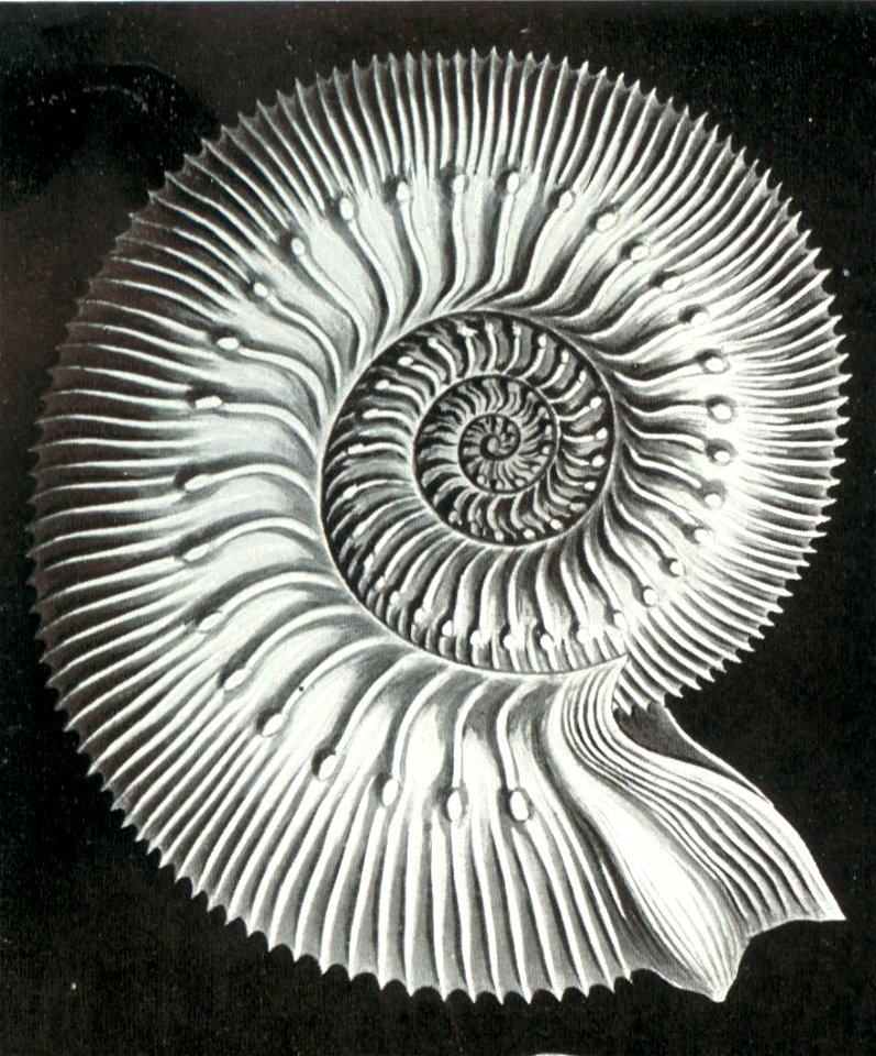 Haeckel Stephanoceras humphriesianum