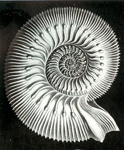 Haeckel Stephanoceras humphriesianum