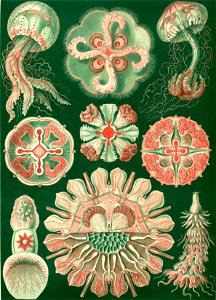 Haeckel Discomedusae 98
