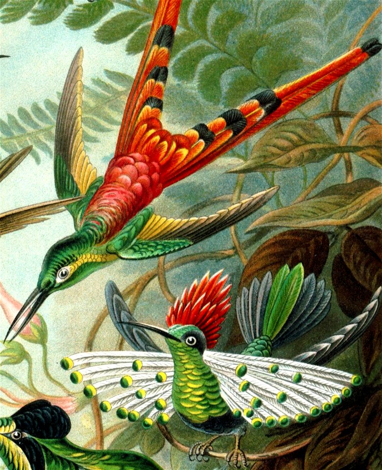 Haeckel Lophornis
