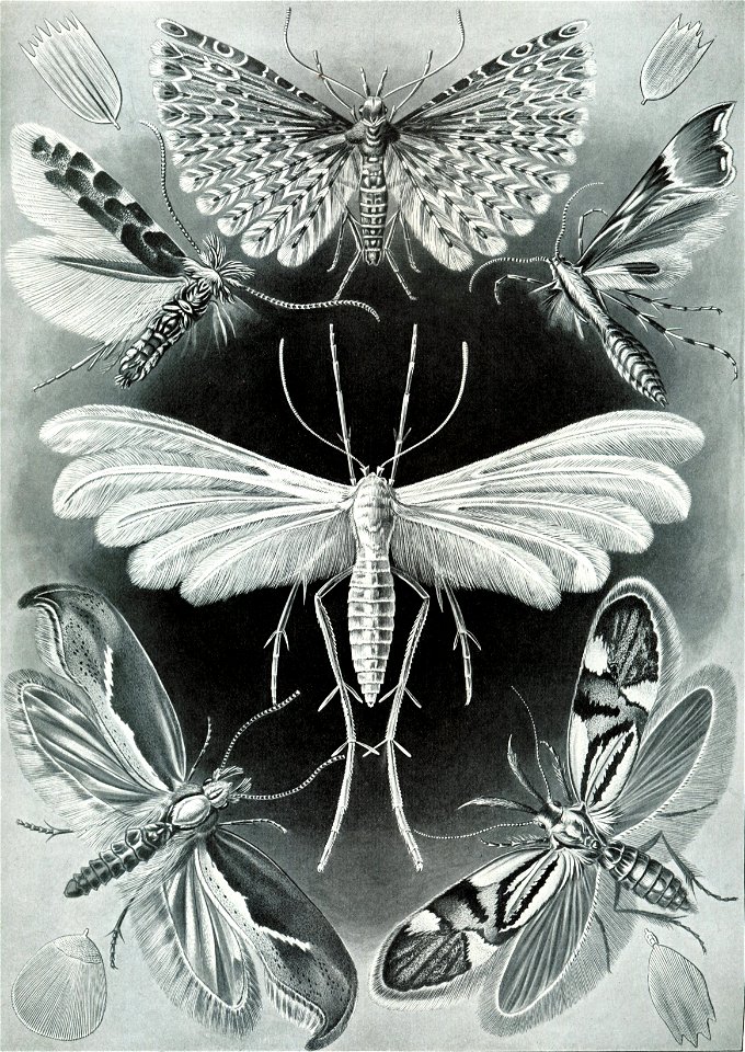 Haeckel Tineida