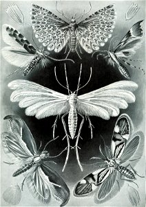 Haeckel Tineida