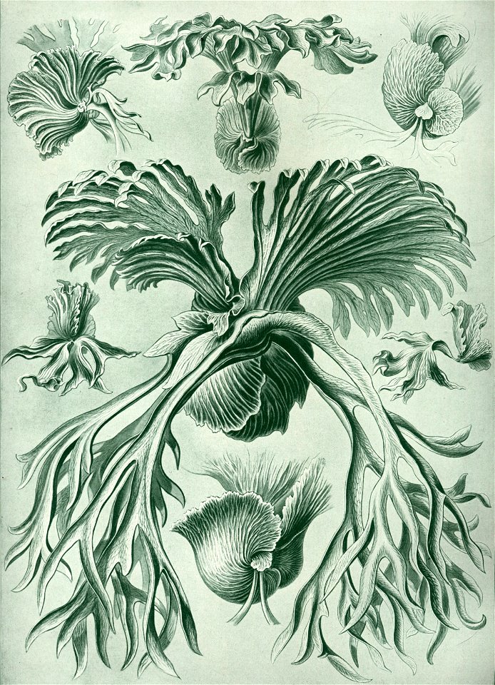 Haeckel Filicinae
