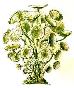 Haeckel Acetabularia acetabulum