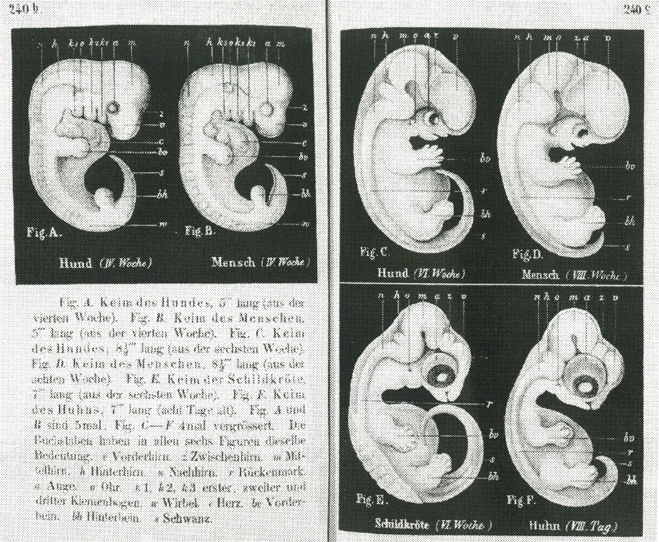 Haeckel-embryos-weeks4-6