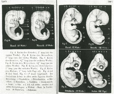 Haeckel-embryos-weeks4-6. Free illustration for personal and commercial use.