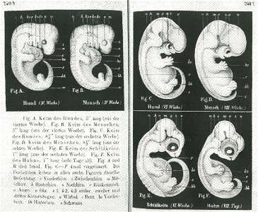 Haeckel-embryos-weeks4-6
