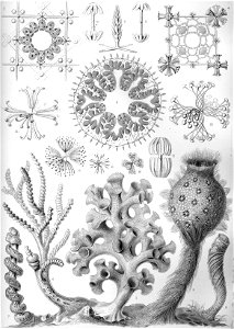 Haeckel Hexactinellae