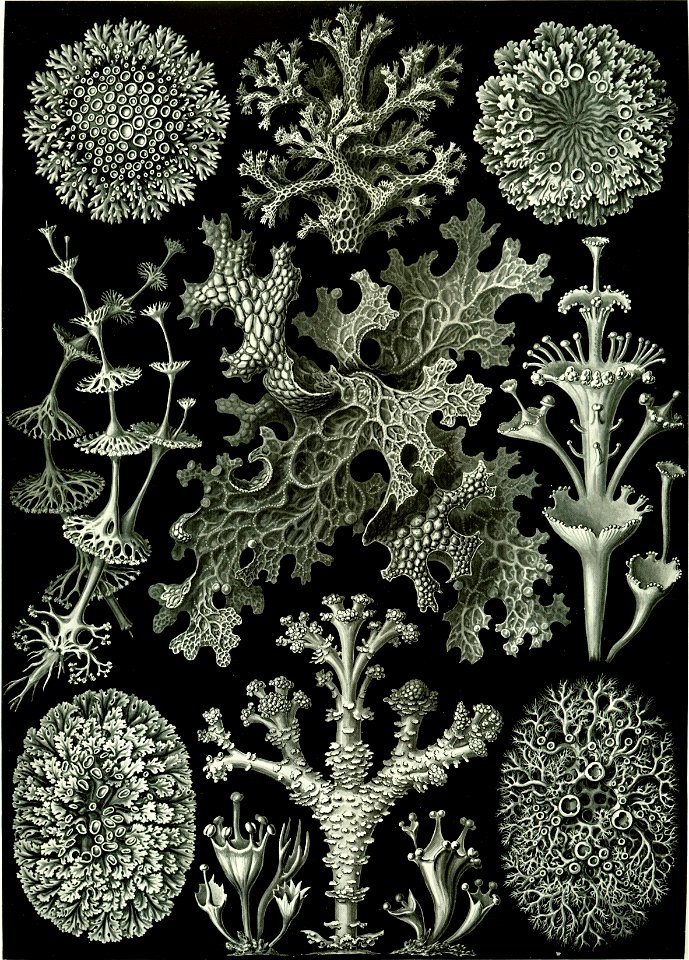 Haeckel Lichenes