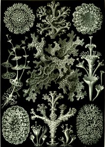 Haeckel Lichenes