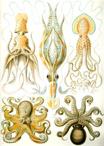 Haeckel Gamochonia noframe