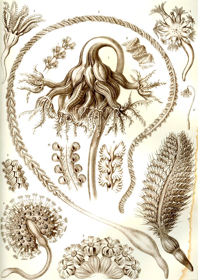 Haeckel Pennatulida