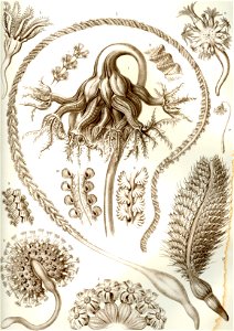 Haeckel Pennatulida
