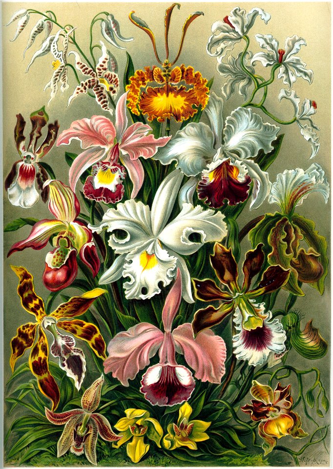 Haeckel Orchidae