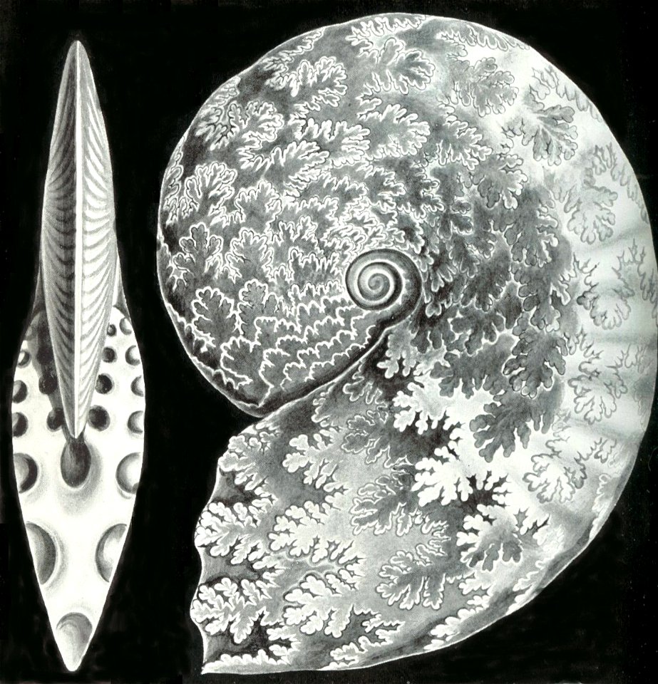 Haeckel Ptychites opulentus