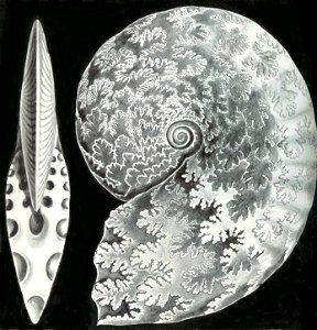Haeckel Ptychites opulentus