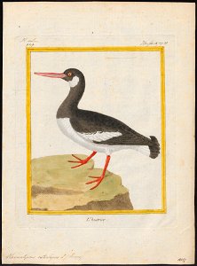 Haematopus ostralegus - 1700-1880 - Print - Iconographia Zoologica - Special Collections University of Amsterdam - UBA01 IZ17300001