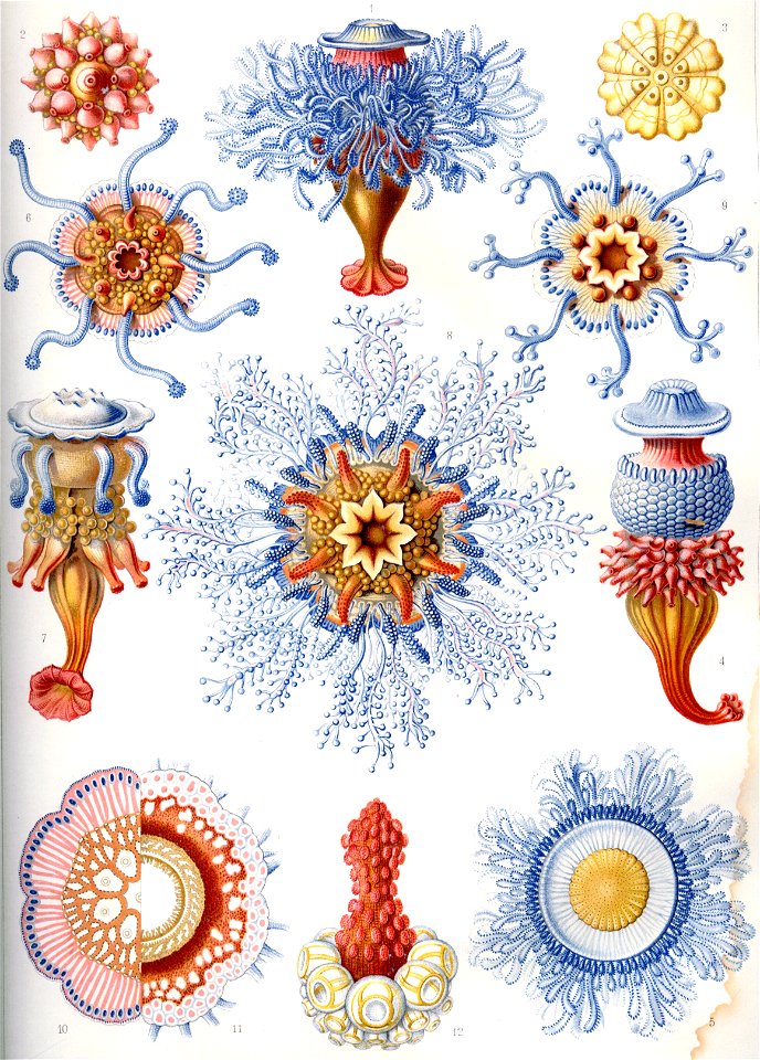 Haeckel Siphonophorae
