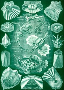Haeckel Teleostei