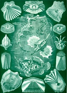 Haeckel Teleostei. Free illustration for personal and commercial use.