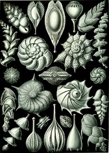 Haeckel Thalamophora 81