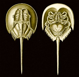 Haeckel-Tachypleus gigas-1024