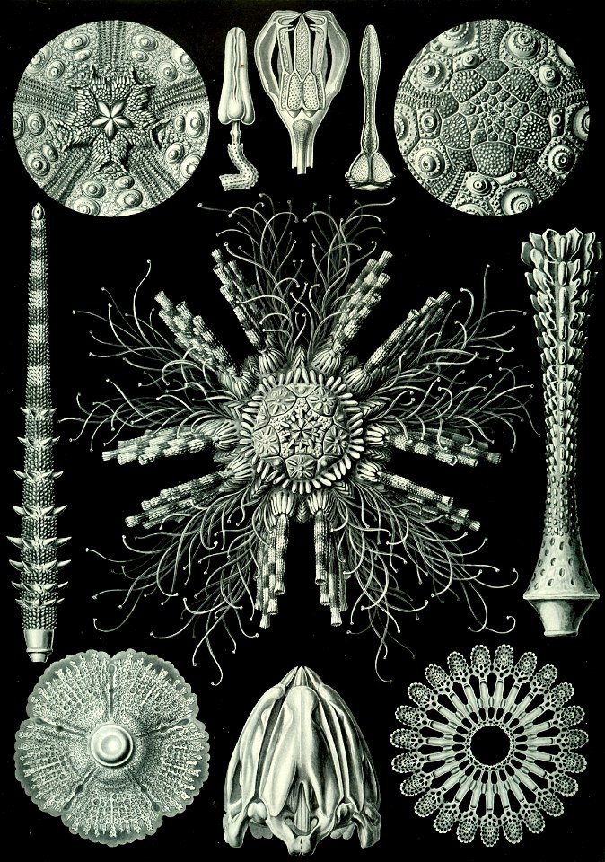 Haeckel Echinidea 60