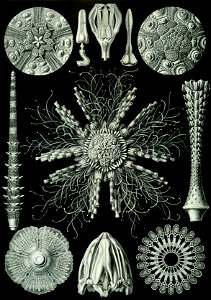 Haeckel Echinidea 60