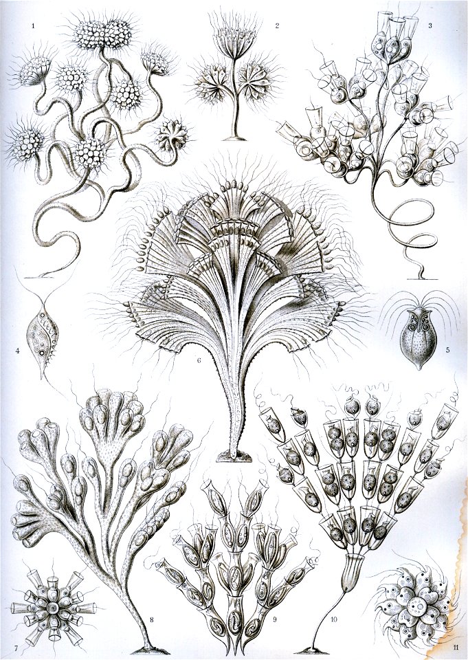 Haeckel Flagellata