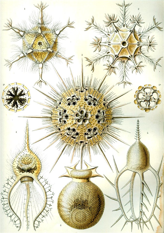 Haeckel Phaeodaria 1