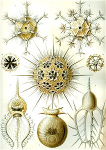 Haeckel Phaeodaria 1. Free illustration for personal and commercial use.