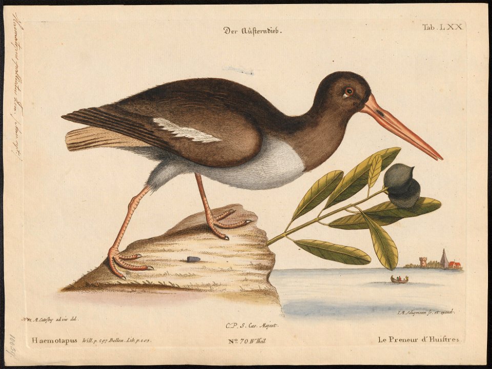 Haematopus palliatus - 1700-1880 - Print - Iconographia Zoologica - Special Collections University of Amsterdam - UBA01 IZ17300011
