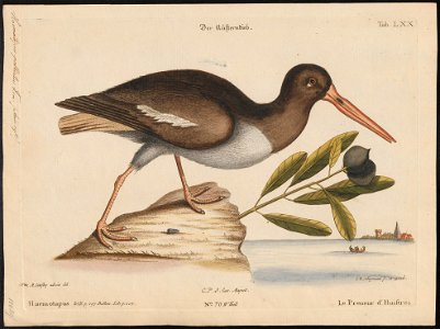 Haematopus palliatus - 1700-1880 - Print - Iconographia Zoologica - Special Collections University of Amsterdam - UBA01 IZ17300011