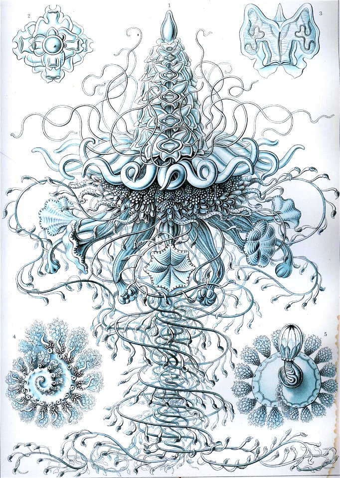 Haeckel Siphonophorae 37
