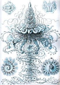 Haeckel Siphonophorae 37