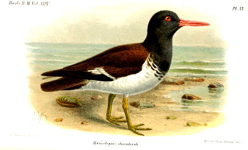 HaematopusKeulemans