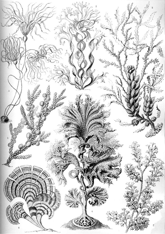 Haeckel Fucoideae