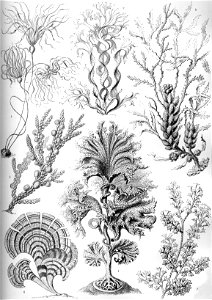 Haeckel Fucoideae