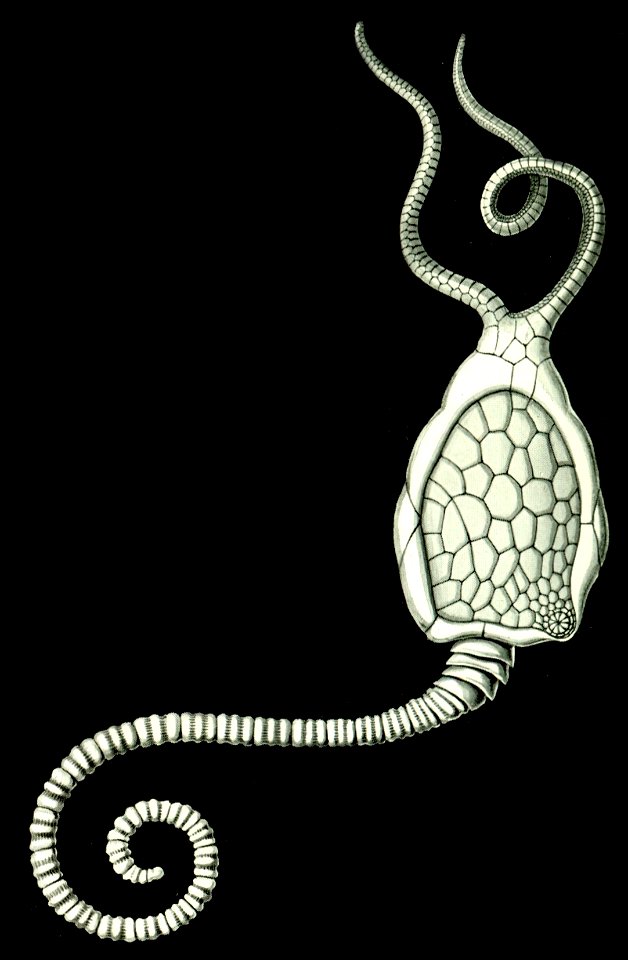 Haeckel Amphoridea-2b
