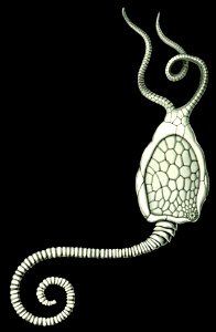Haeckel Amphoridea-2b