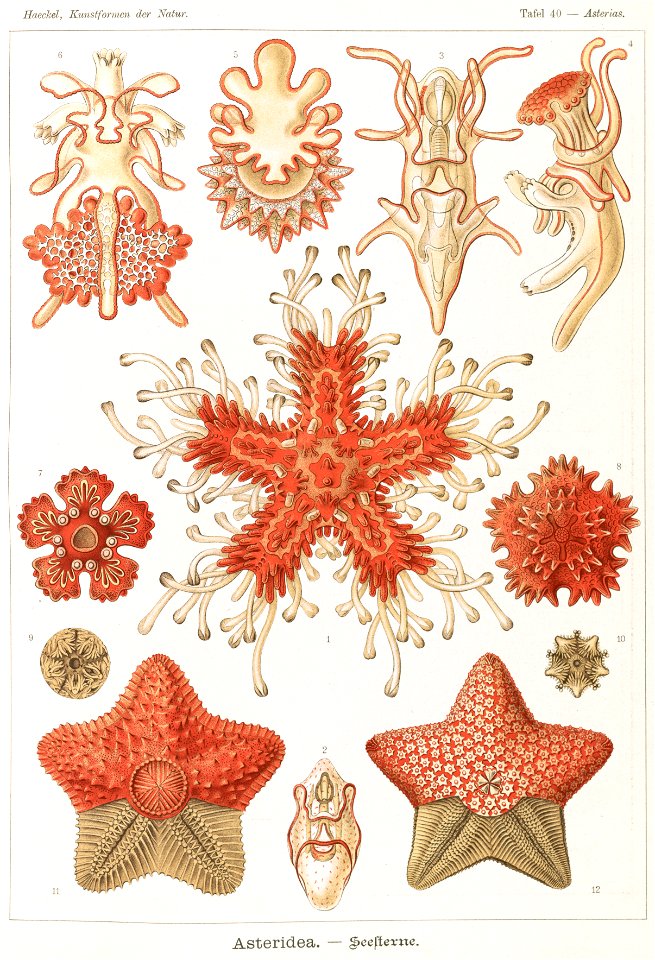 Haeckel Asteridea