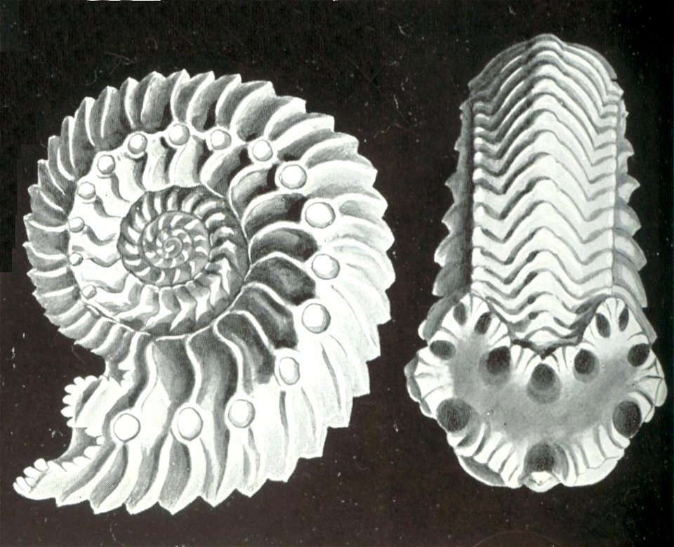 Haeckel Cardioceras cordatum