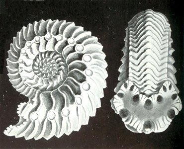 Haeckel Cardioceras cordatum