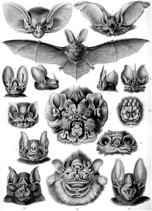 Haeckel Chiroptera. Free illustration for personal and commercial use.