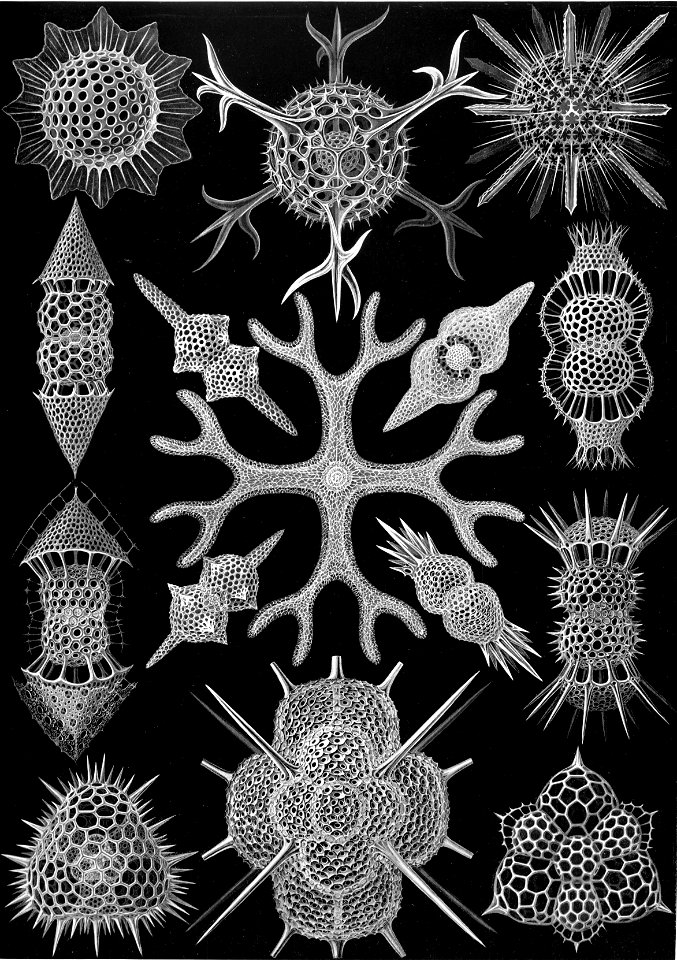 Haeckel Spumellaria