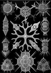 Haeckel Spumellaria